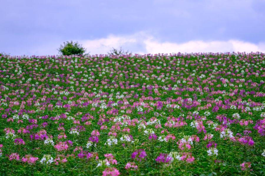 A cleome field, Biei