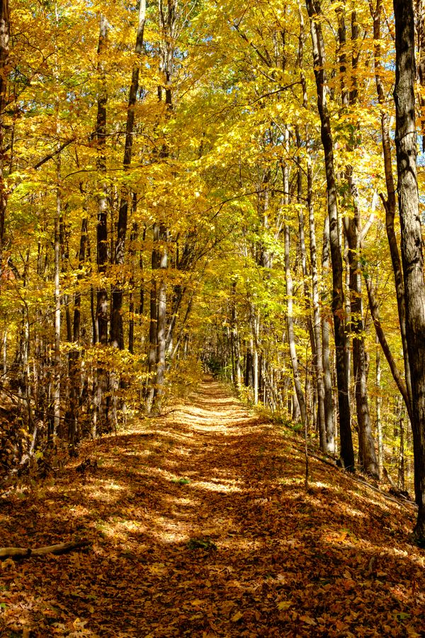 A leaf-lit trail, the Poconos