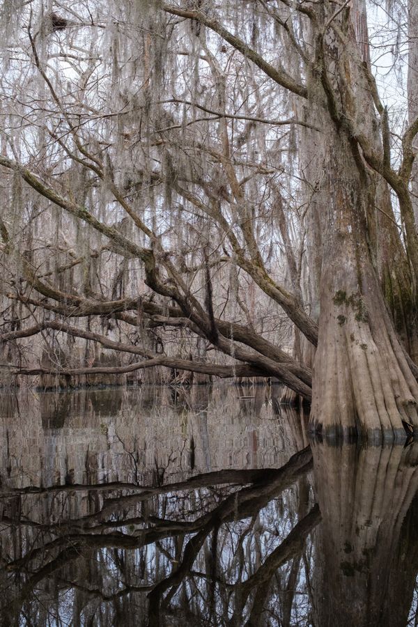 A leaning cypress