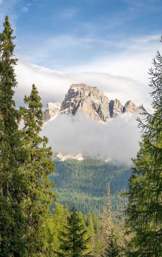 A peak through the pines