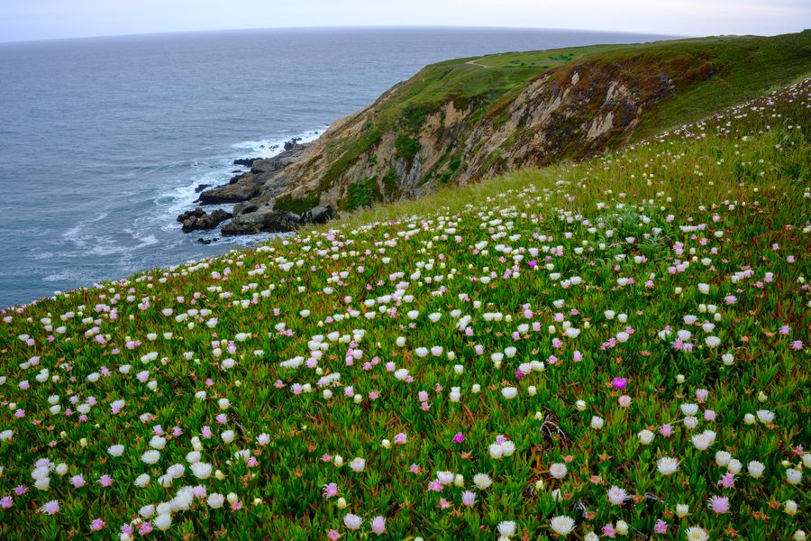 A slope gone over to iceplant