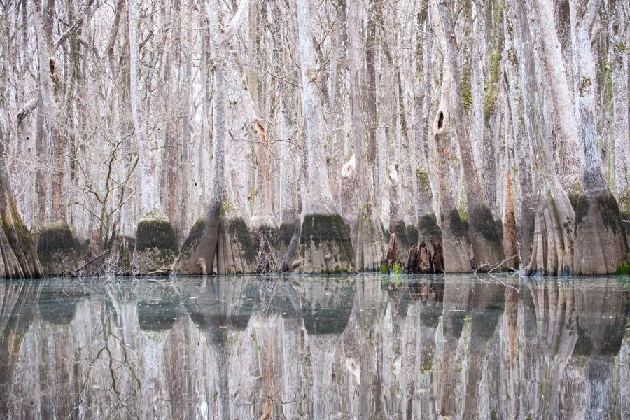 A wall of cypress trunks