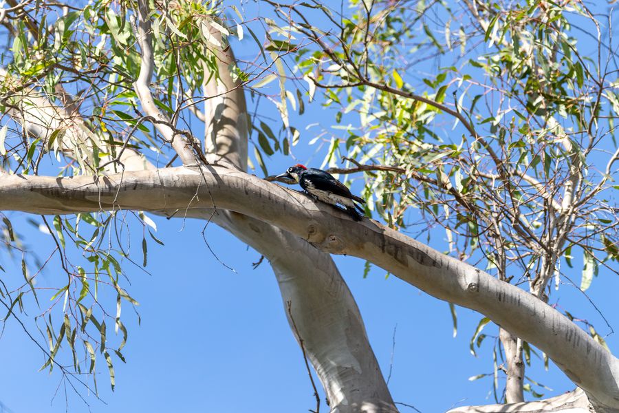 Acorn Woodpecker
