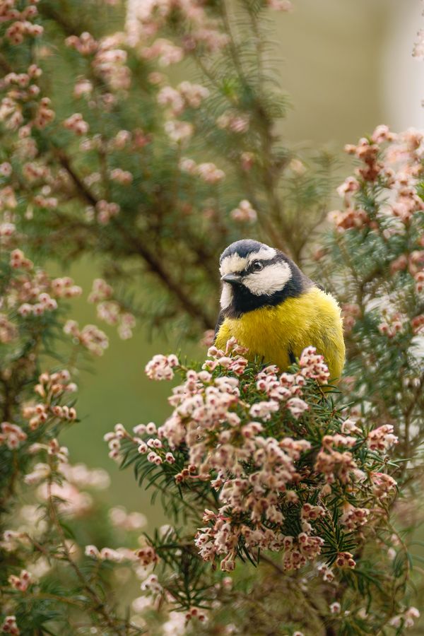African Blue Tit