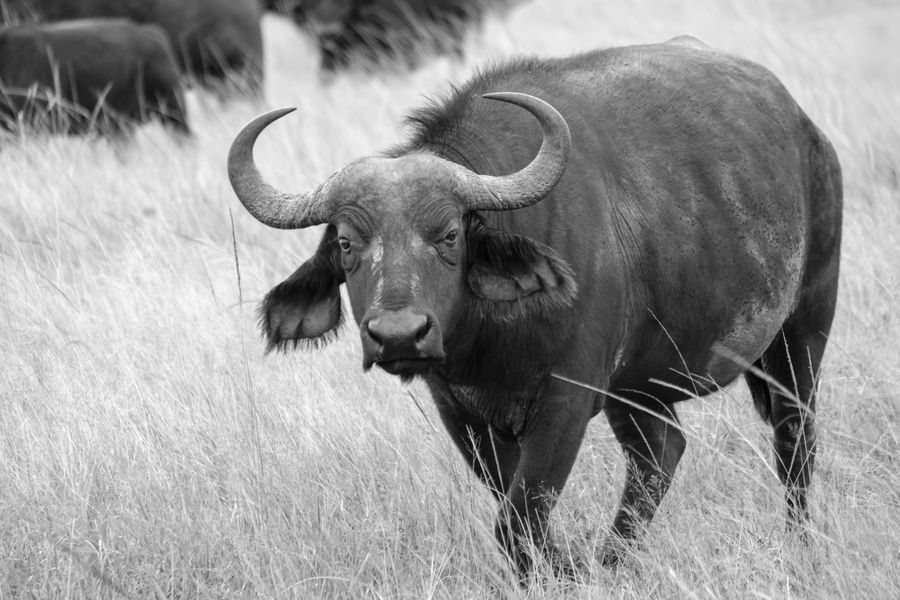 African Buffalo