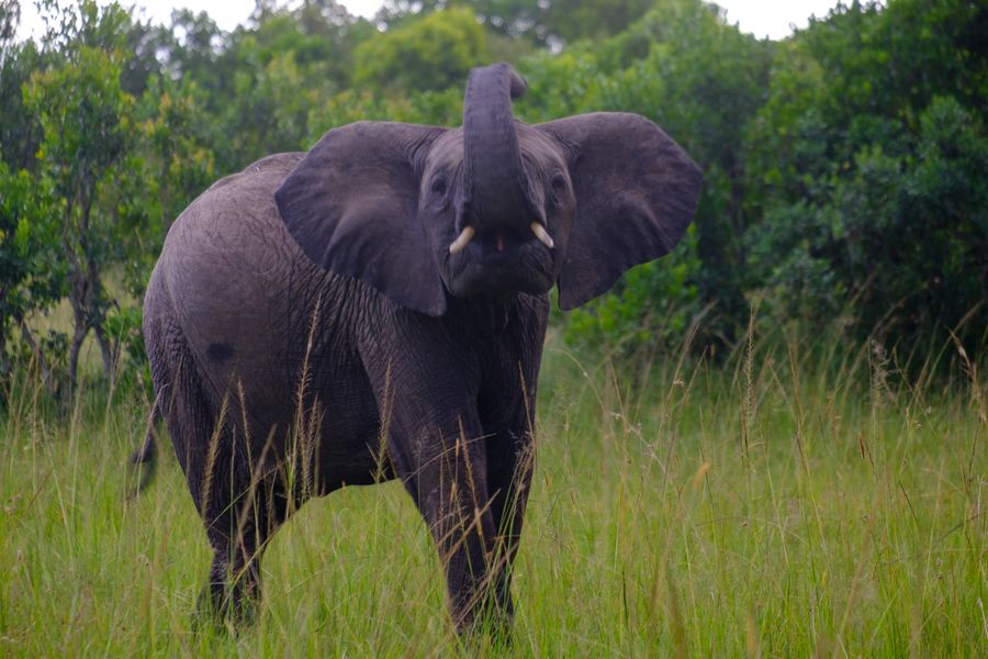 African Bush Elephant