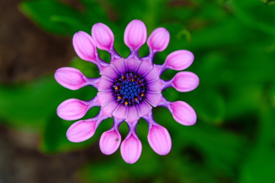 African daisy