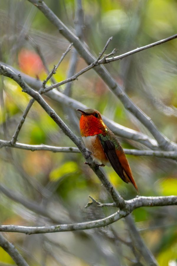 Allen's Hummingbird
