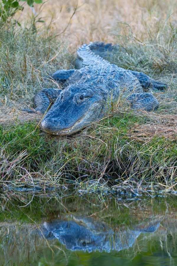 American Alligator, close