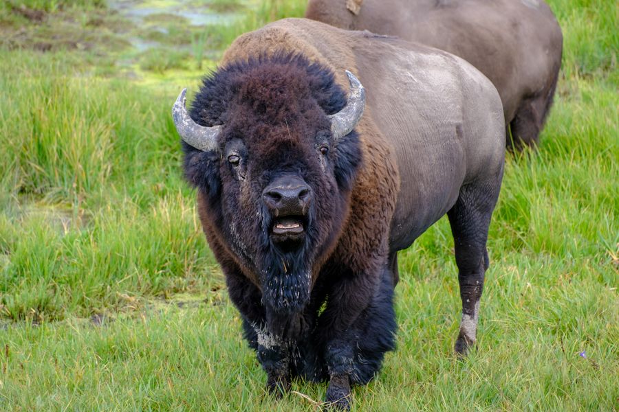 American Bison