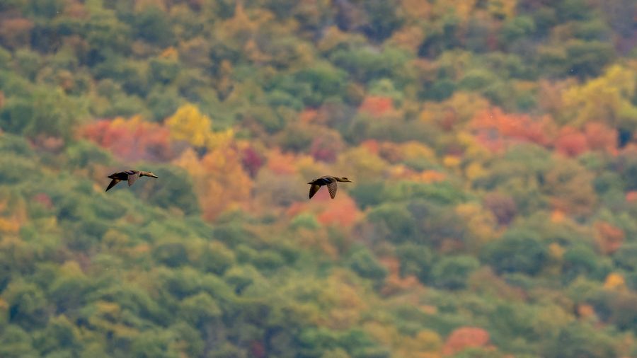 American Black Ducks