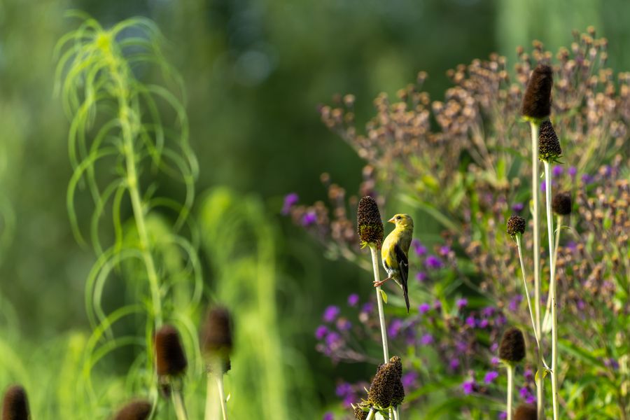 American Goldfinch among coneflowers