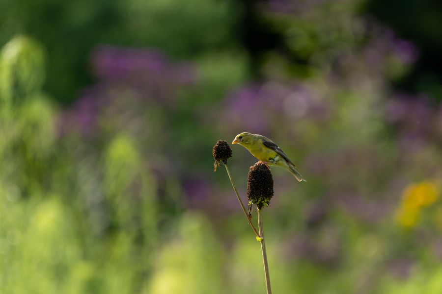 American Goldfinch, female, on coneflower