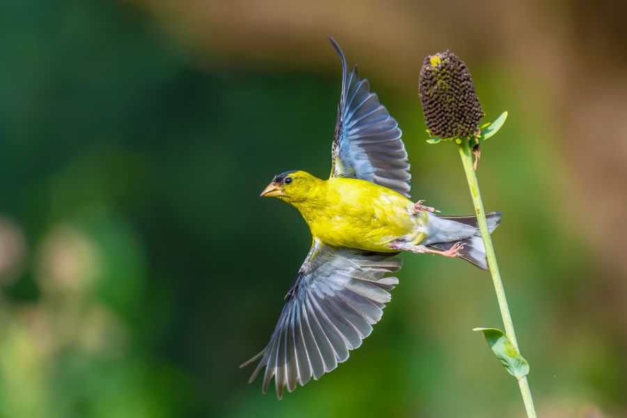 American Goldfinch, male, landing