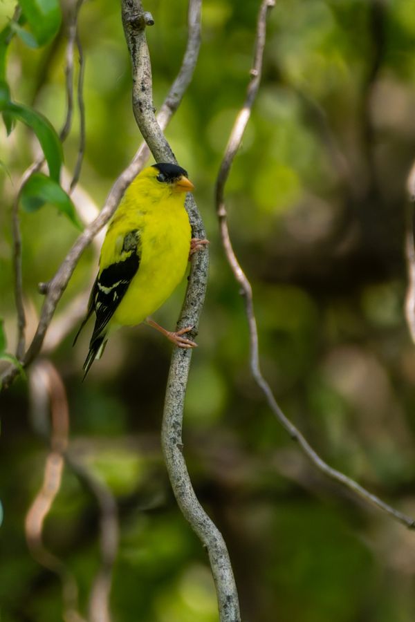 American Goldfinch, male