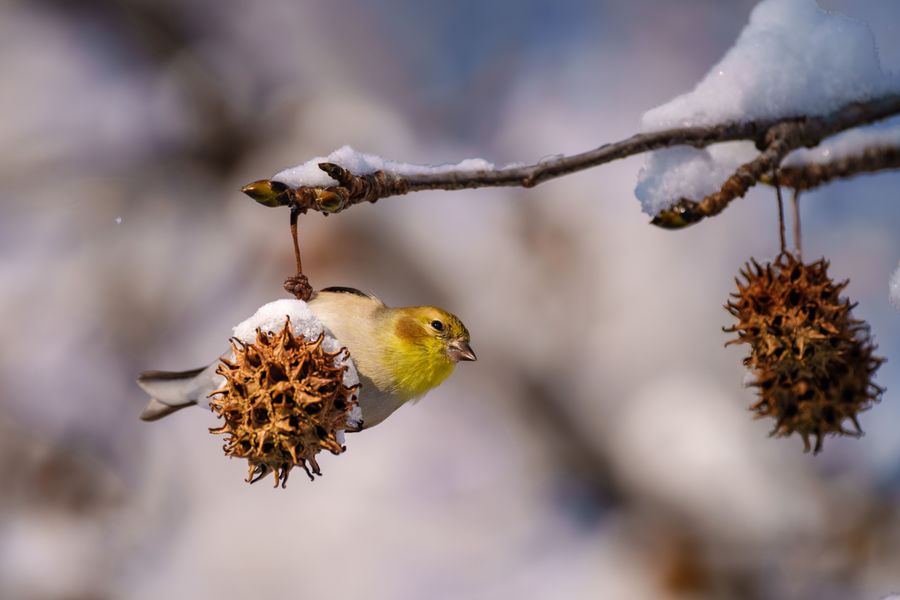 American Goldfinch on a sweetgum ball
