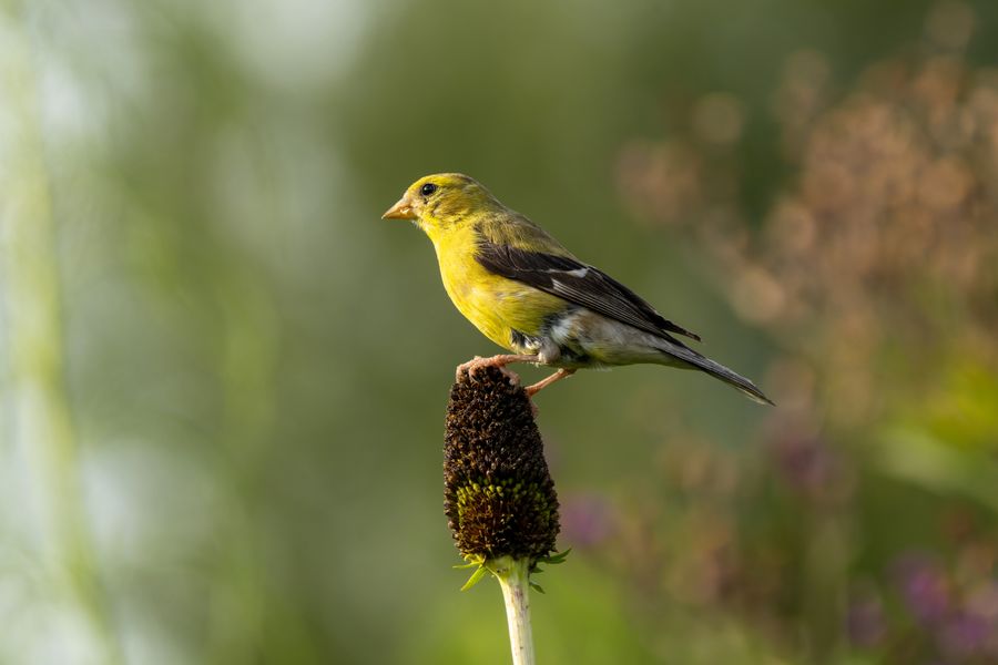 American Goldfinch, side profile
