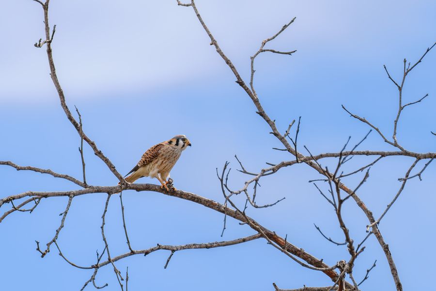 American Kestrel, female