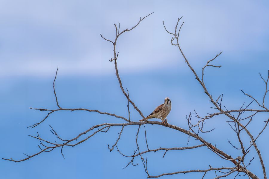 American Kestrel, female
