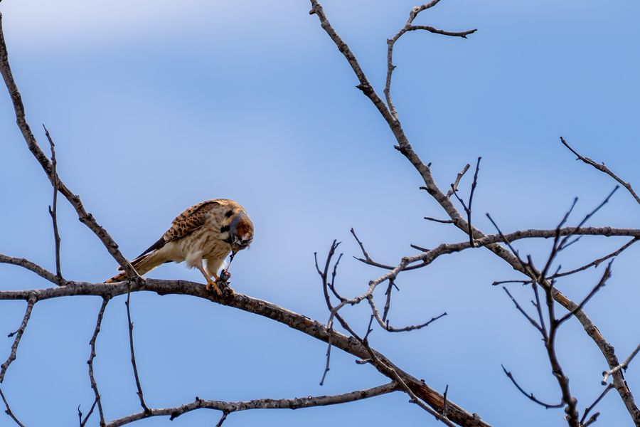 American Kestrel, female, with prey