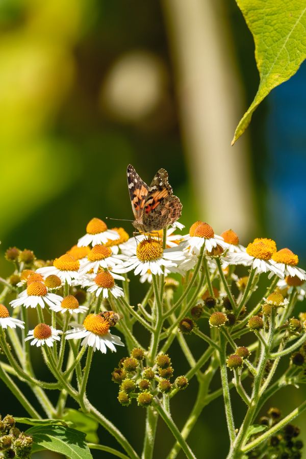 American Lady on chamomile