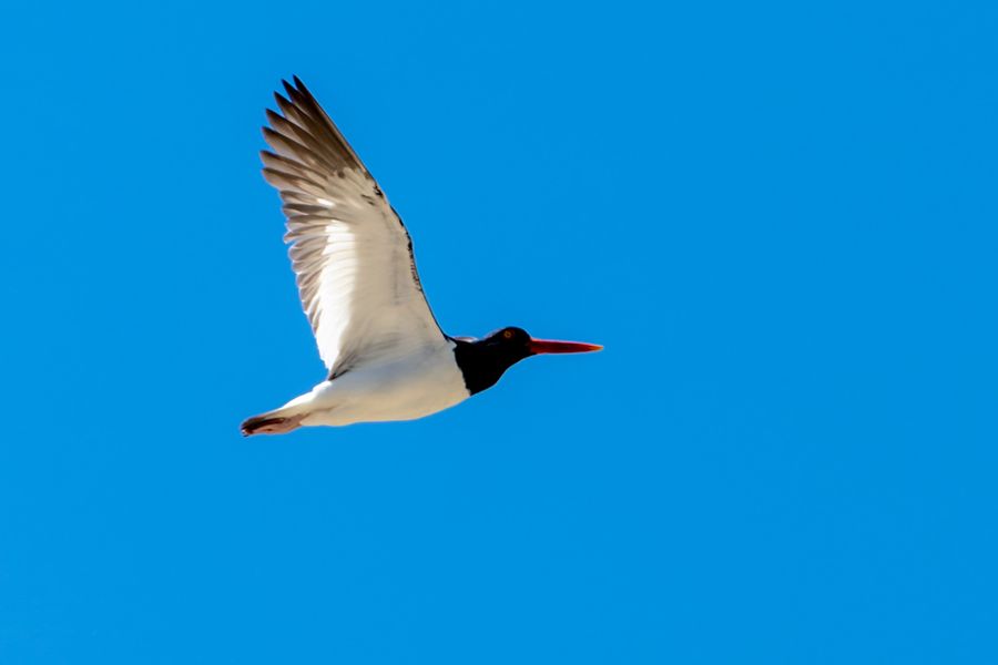 American Oystercatcher