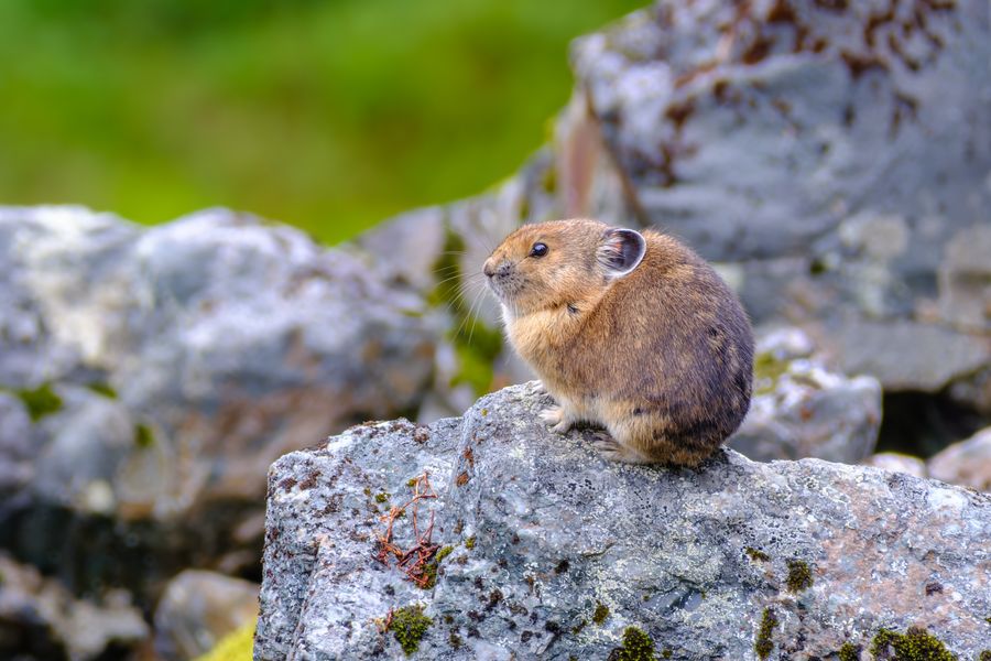 American Pika