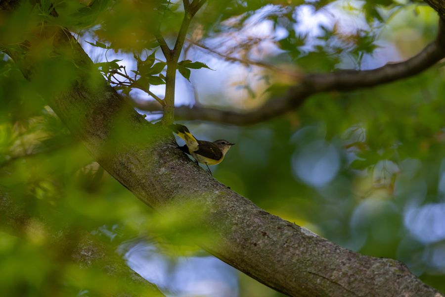 American Redstart, female