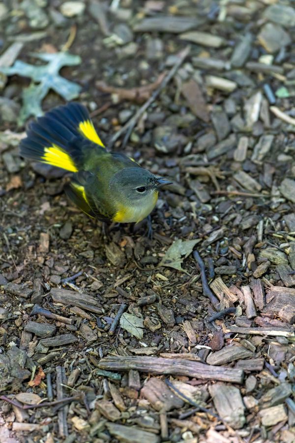 American Redstart