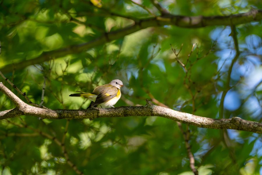 American Redstart, tail flared