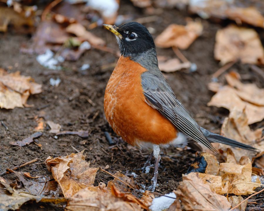 American Robin