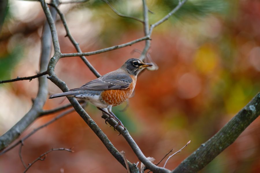 American Robin