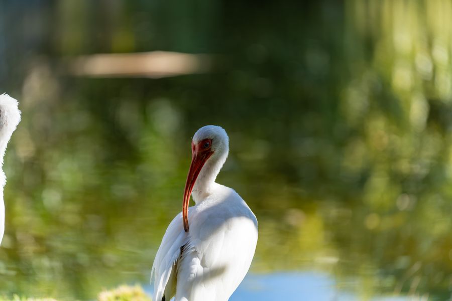American White Ibis