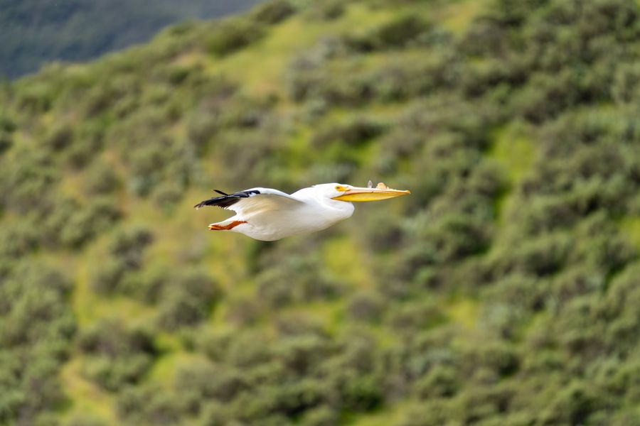 American White Pelican in flight