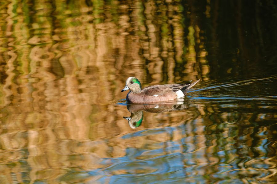 American Wigeon, male