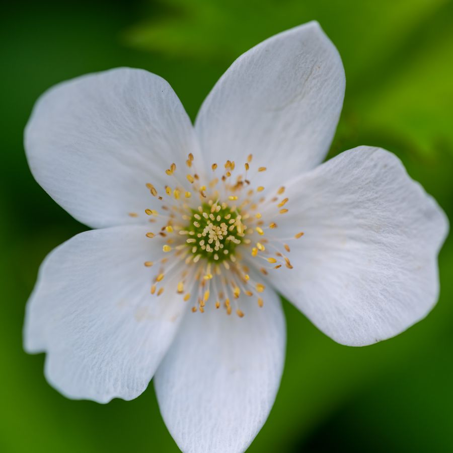 Anemone