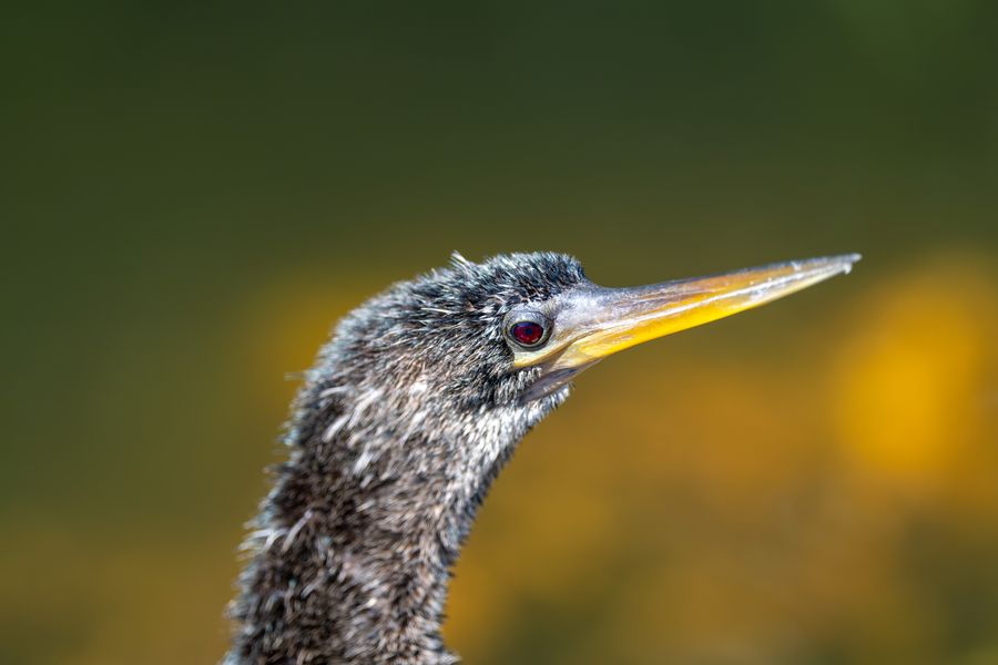 Anhinga, close portrait