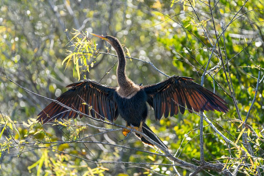 Anhinga drying its wings