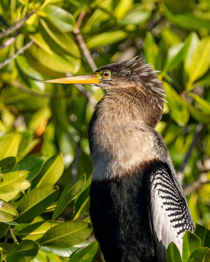 Anhinga, immature