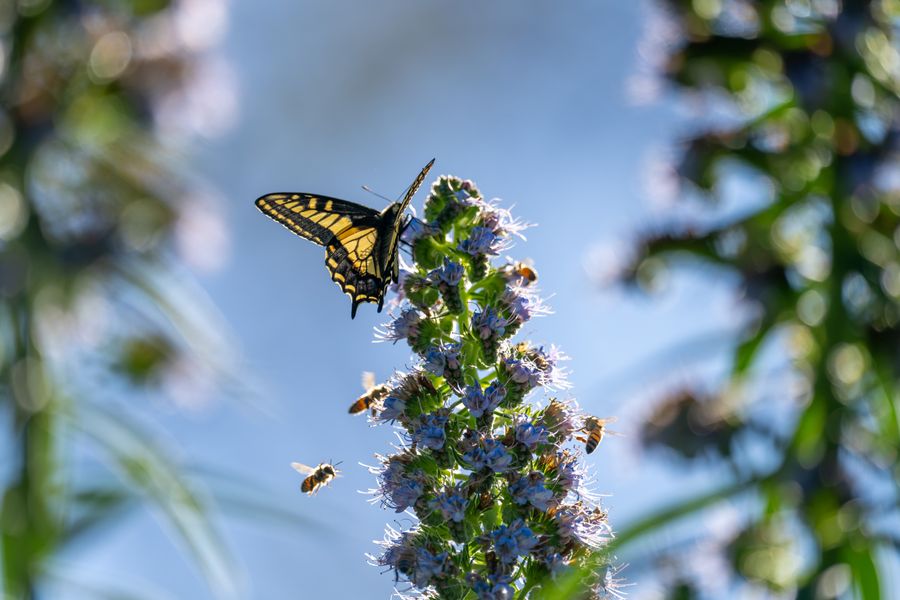 Anise Swallowtail on Pride of Madeira