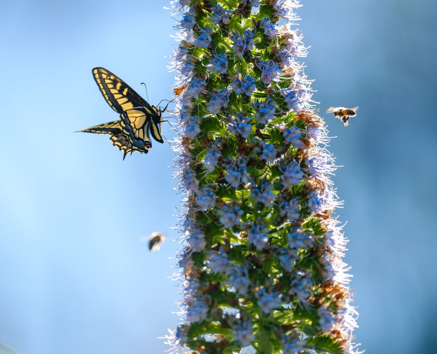 Anise Swallowtail with bees