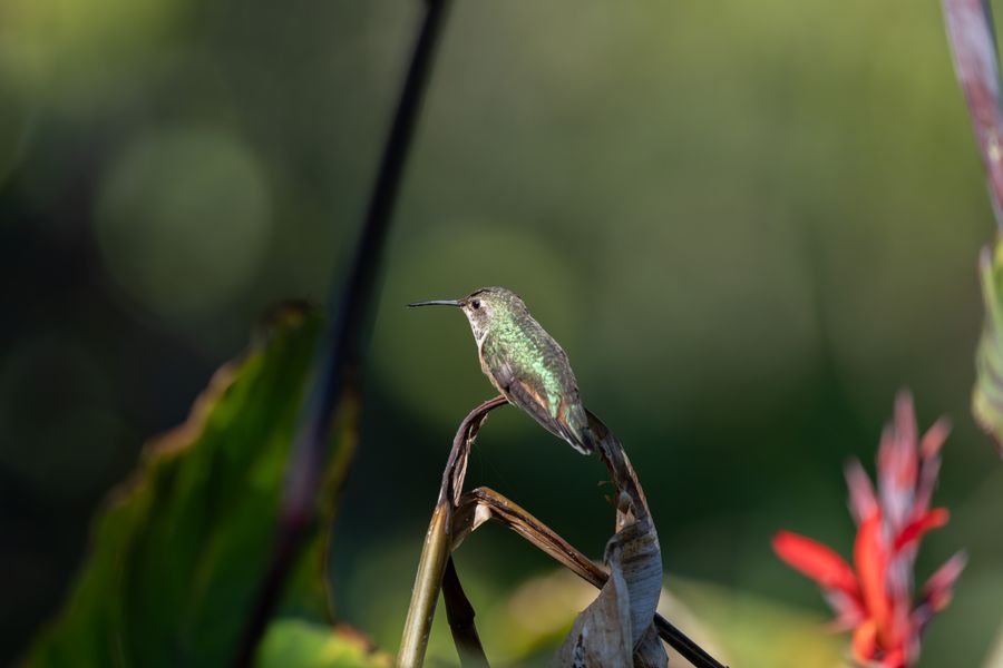 Anna's Hummingbird, probably