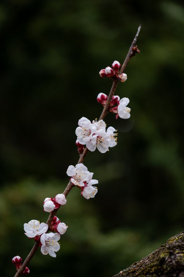 Apricot blossom