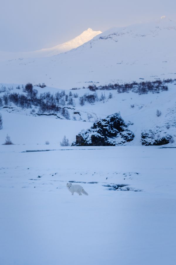 Arctic Fox below the ridge