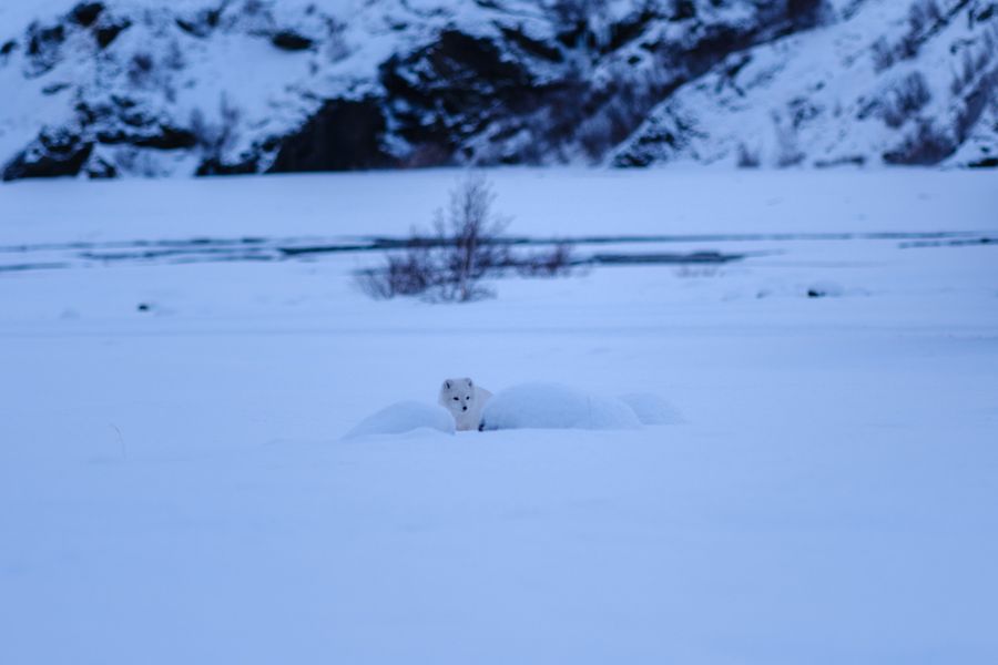 Arctic Fox in the snowfield