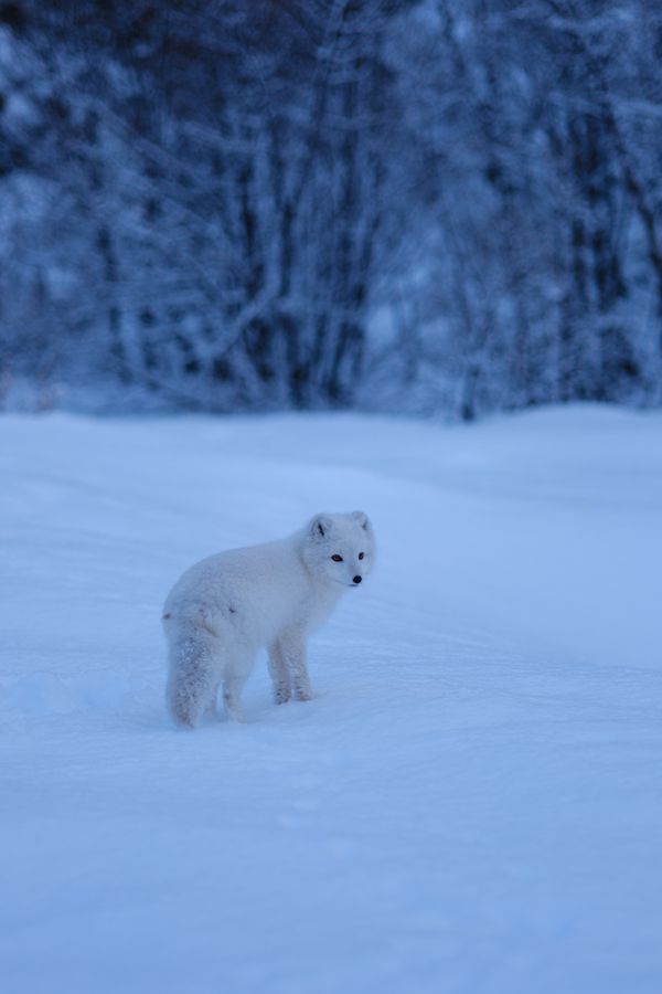 Arctic Fox, looking back