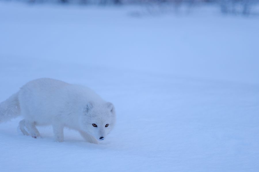 Arctic Fox, stalking low