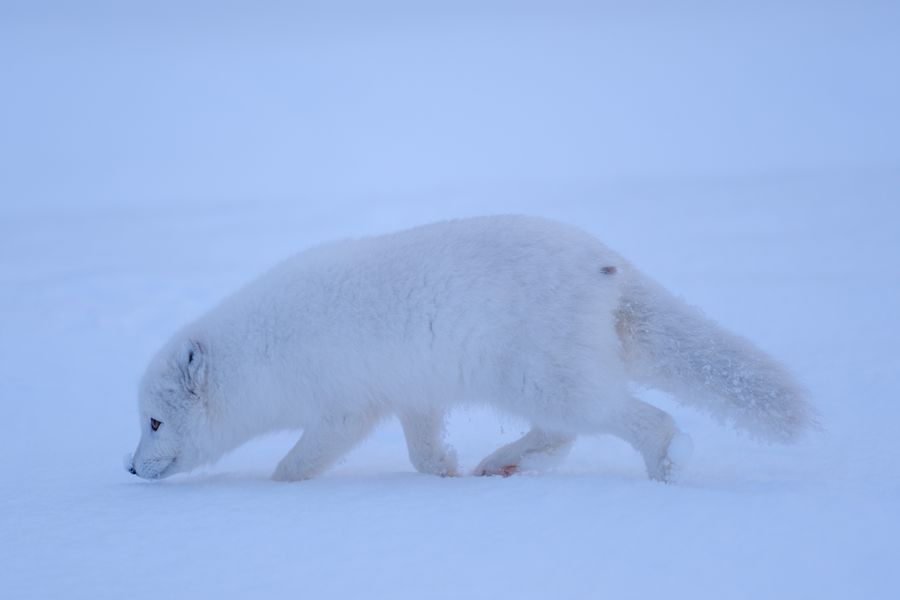 Arctic Fox