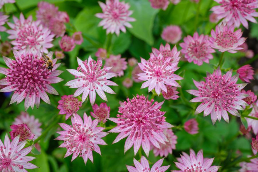 Astrantia