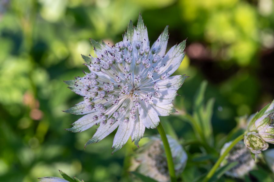 Astrantia, white form